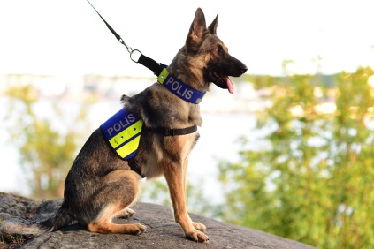 policedog2