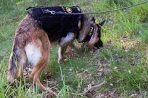 polissparhund