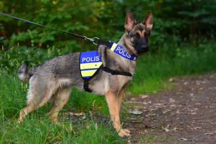 svenskpolishund